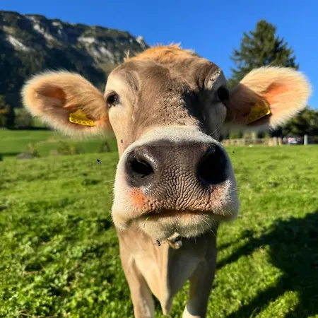 Beautiful In Toggenburg شقة ويلدهاوس