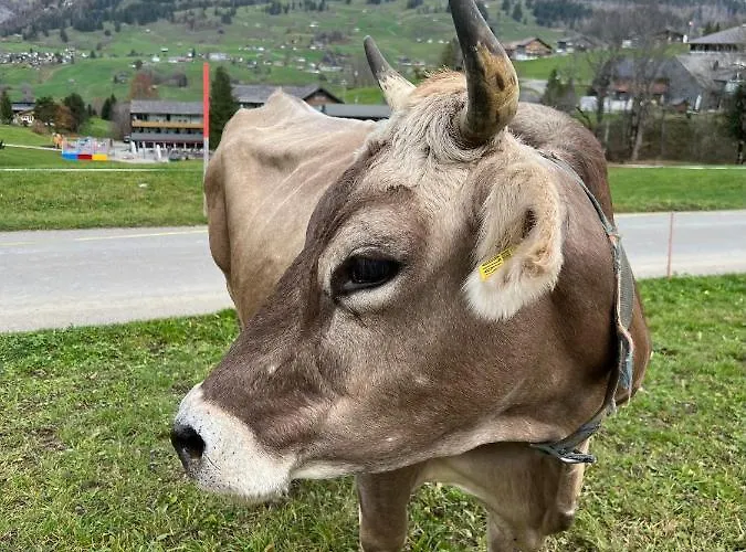 Beautiful In Toggenburg * Wildhaus
