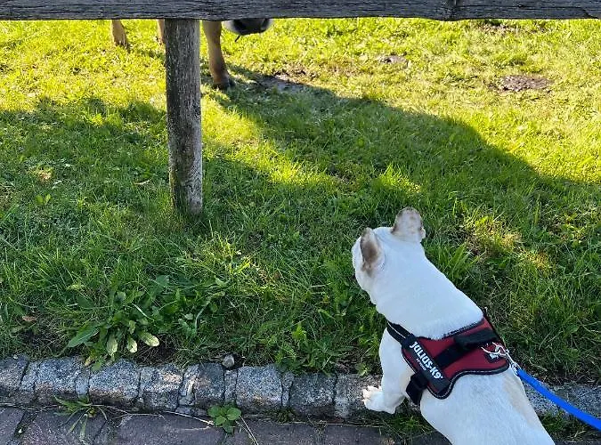 شقة Beautiful In Toggenburg ويلدهاوس