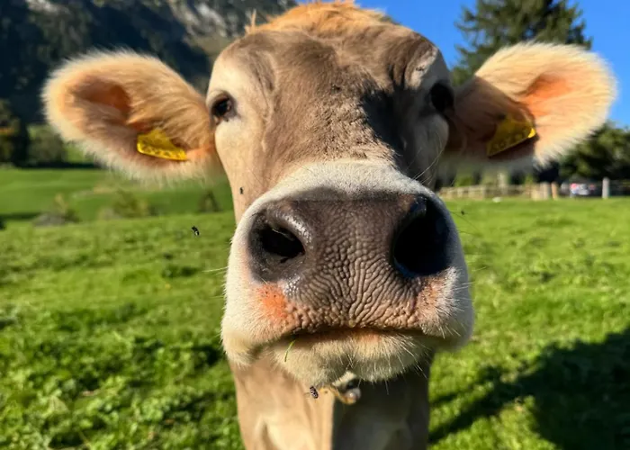 Beautiful In Toggenburg アパート ウィルトハウス